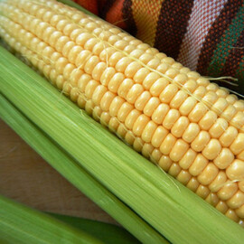 Семена кукурузы сахарной Дейнерис (Барселона) F1 МНАГОР 200 шт, Фасовка: Средняя упаковка 50 шт | Agriks