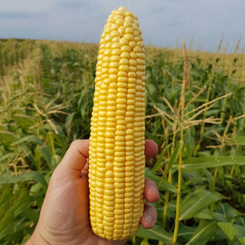 Насіння кукурудзи цукрової Оватонна F1 Clause 5 000 шт | Agriks