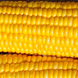 Семена кукурузы сахарной Гермиона (Юрмала) F1 МНАГОР от 50 шт, Фасовка: Проф упаковка 200 шт | Agriks