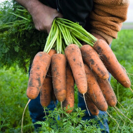 Семена моркови Кардиф F1 Bejo от 100 000 шт (1,4-1,6), Фасовка: Проф упаковка 100 000 шт (1,4 - 1,6) | Agriks