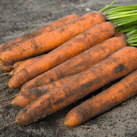 Насіння моркви Ніланд F1 Bejo від 100 000 шт (1,6-1,8), Фасовка: Проф упаковка 500 000 шт (1,6 - 1,8) | Agriks