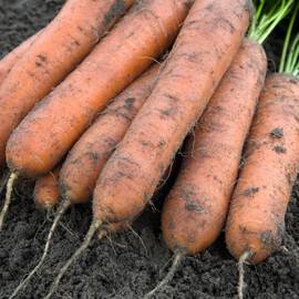Семена моркови Номинатор F1 Bejo от 100 000 шт (1,6-1,8), Фасовка: Проф упаковка 500 000 шт (2,2 - 2,4) | Agriks