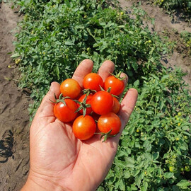 Насіння томату детермінантного Рензіно F1 Еsasem 5 000 шт | Agriks