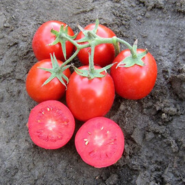 Насіння томату детермінантного Родіон F1 Hazera 1 000 шт | Agriks