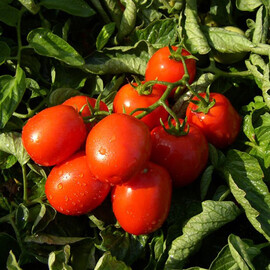 Семена томата детерминантного Тревис F1 Hazera 1 000 шт | Agriks