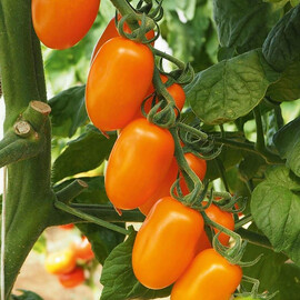 Насіння томату індетермінантного Фантіно F1 Sakata 250 шт, Фасовка: Проф упаковка 250 шт | Agriks
