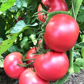 Насіння томату індетермінантного Пінк Мун F1 Sakata 250 шт | Agriks