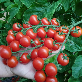 Насіння томату індетермінантного Преціозо F1 Esasem 250 шт, Фасовка: Проф упаковка 250 шт | Agriks