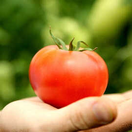 Насіння томату індетермінантного ТМ 02044 F1 Sakata 500 шт | Agriks