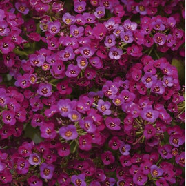 Семена алиссума Кристал пурпурный 1 000 шт Pan Аmerican, Разновидности: Пурпурный, Фасовка: Проф упаковка 1 000 шт | Agriks