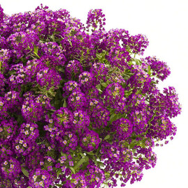 Семена алиссума Пурпурный 5 гр Hem Zaden, Разновидности: Пурпурный, Фасовка: Проф упаковка 5 г | Agriks