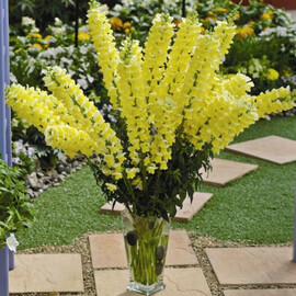 Насіння антірінума на зріз Опус F1 жовтий 100 шт Syngenta Flowers, Різновиди: Жовтий, Фасовка: Проф упаковка 100 шт | Agriks