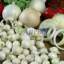 Цибуля сівок (озима) Гледстоун (Сноу бол) 10 кг (8-21мм) Triumfus Onion Products | Agriks