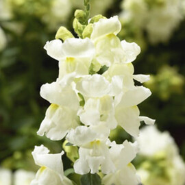 Насіння антірінума карликового Снептіні F1 білий 100 шт драже Syngenta Flowers, Різновиди: Білий, Фасовка: Проф упаковка 100 шт драже | Agriks