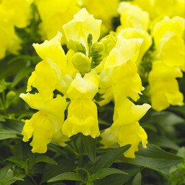 Насіння антірінума карликового Снептіні F1 жовтий 100 шт драже Syngenta Flowers, Різновиди: Жовтий, Фасовка: Проф упаковка 100 шт драже | Agriks