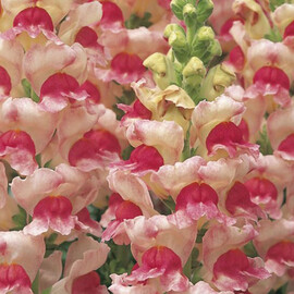 Насіння антірінума на зріз Опус F1 яблуневий цвіт 100 шт Syngenta Flowers, Різновиди: Яблучний Цвіт, Фасовка: Проф упаковка 100 шт | Agriks