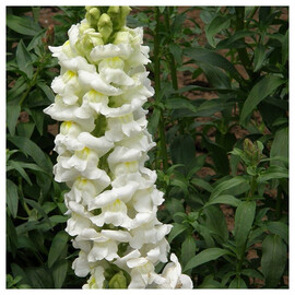 Насіння антірінума на зріз Увертюра F1 білий 100 шт Syngenta Flowers, Різновиди: Білий, Фасовка: Проф упаковка 100 шт | Agriks