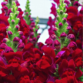 Семена антирринума на срез Увертюра F1 красный 100 шт Syngenta Flowers, Разновидности: Красный, Фасовка: Проф упаковка 100 шт | Agriks