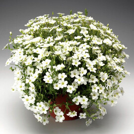 Насіння армерії Бліззард Компакт 100 шт Syngenta Flowers, Різновиди: Білий, Фасовка: Проф упаковка 100 шт | Agriks