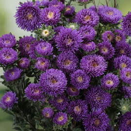 Семена астры Арлекин фиолетовая 2 г Satimex, Разновидности: Фиолетовый, Фасовка: Проф упаковка 2 г | Agriks