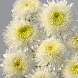 Семена астры Шанхайская роза белая 1 г Satimex, Разновидности: Белый, Фасовка: Проф упаковка 1 г | Agriks