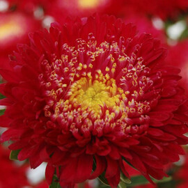 Насіння айстри Шанхайська троянда червона 1 г Satimex, Різновиди: Червоний, Фасовка: Проф упаковка 1 г | Agriks