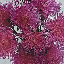Насіння айстри Валькірія рожева 1 г Satimex, Різновиди: Рожевий, Фасовка: Проф упаковка 1 г | Agriks