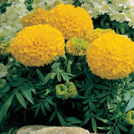 Насіння чорнобривців прямостоячих Антигуа F1 золотисті 100 шт Syngenta Flowers, Різновиди: Золотистий, Фасовка: Проф упаковка 100 шт | Agriks