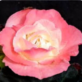 Насіння бегонії Лімітлесс F1 лососево-рожева 100 шт драже Syngenta Flowers, Різновиди: Лососево-рожевий, Фасовка: Проф упаковка 100 шт драже | Agriks