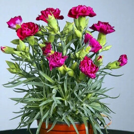 Насіння гвоздики садової Ліліпот F1 пурпурна 50 шт Syngenta Flowers, Різновиди: Пурпурний, Фасовка: Середня упаковка 50 шт | Agriks