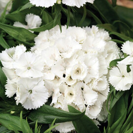 Насіння гвоздики турецької Барбаріні F1 біла 100 шт Syngenta Flowers, Різновиди: Білий, Фасовка: Проф упаковка 100 шт | Agriks