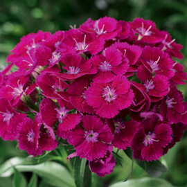 Насіння гвоздики турецької Барбаріні F1 пурпурна 100 шт Syngenta Flowers, Різновиди: Пурпурний, Фасовка: Проф упаковка 100 шт | Agriks