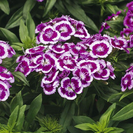 Семена гвоздики турецкой Барбарини F1 пурпурное пикоте Syngenta Flowers 100 шт, Разновидности: Пурпурное Пикоте, Фасовка: Проф упаковка 100 шт | Agriks