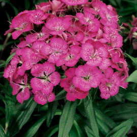 Насіння гвоздики турецької Барбаріні F1 рожева 100 шт Syngenta Flowers, Різновиди: Рожевий, Фасовка: Проф упаковка 100 шт | Agriks