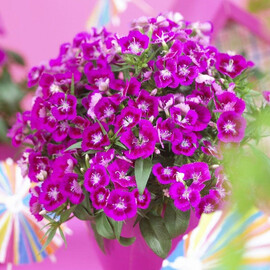 Насіння гвоздики турецької Діабунда F1 пурпурна 100 шт драже Syngenta Flowers, Різновиди: Пурпурний, Фасовка: Проф упаковка 100 шт драже | Agriks