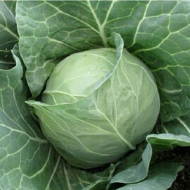 Ритейл F1 Libra Seeds семена капусты б/к , Фасовка: Проф упаковка 1 000 шт | Agriks