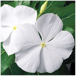 Семена катарантуса кустового Кора XDR F1 белый 100 шт Syngenta Flowers, Разновидности: Белый, Фасовка: Проф упаковка 100 шт | Agriks