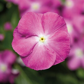 Семена катарантуса кустового СанШторм F1 орхид хеллоу Syngenta Flowers 100 шт, Разновидности: Орхид Хеллоу, Фасовка: Проф упаковка 100 шт | Agriks