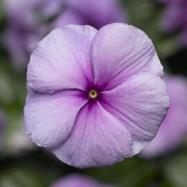 Семена катарантуса кустового СанШторм F1 пурпурный Syngenta Flowers 100 шт, Разновидности: Пурпурный, Фасовка: Проф упаковка 100 шт | Agriks