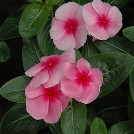 Насіння катарантуса кущового СанШторм F1 рожевий з вічком 100 шт Syngenta Flowers, Різновиди: Рожевий із вічком, Фасовка: Проф упаковка 100 шт | Agriks