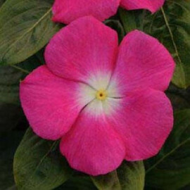 Семена катарантуса кустового Титан F1 роуз хеллоу - розовый с белой срединкой 100 шт Pan American, Разновидности: Роуз Хеллоу, Фасовка: Проф упаковка 100 шт | Agriks