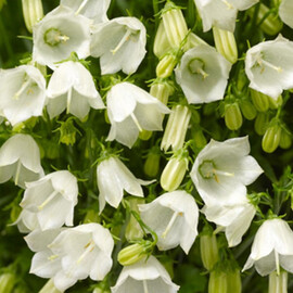 Семена колокольчика Свингинг Беллс белый Syngenta Flowers 200 шт, Разновидности: Белый, Фасовка: Проф упаковка 200 шт | Agriks