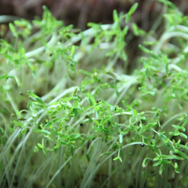 Семена микрозелени амаранта Agrocity 10 г | Agriks