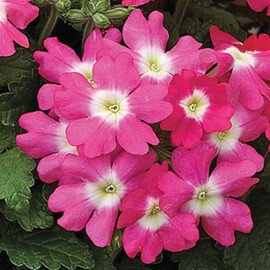 Насіння вербени Тускані F1 рожева з вічком 100 шт Syngenta Flowers, Різновиди: Рожевий із вічком, Фасовка: Проф упаковка 100 шт | Agriks