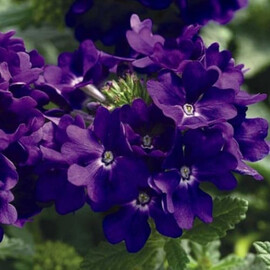 Семена вербены Тускани F1 синяя 100 шт Syngenta Flowers, Разновидности: Синий, Фасовка: Проф упаковка 100 шт | Agriks