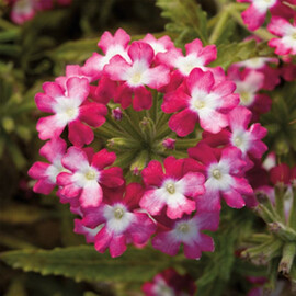 Семена вербены Обсешн Твистер F1 красная 100 шт Syngenta Flowers, Разновидности: Красный, Фасовка: Проф упаковка 100 шт | Agriks