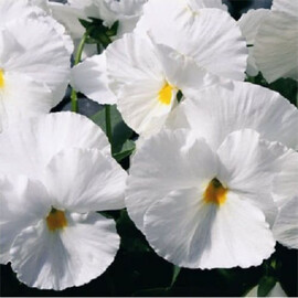 Семена виолы Карма F1 белая 100 шт Syngenta Flowers, Разновидности: Белый, Фасовка: Проф упаковка 100 шт | Agriks
