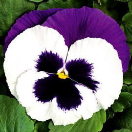 Семена виолы Карма F1 белая с пурпурным крылом 100 шт Syngenta Flowers, Разновидности: Белый с пурпурным крылом, Фасовка: Проф упаковка 100 шт | Agriks