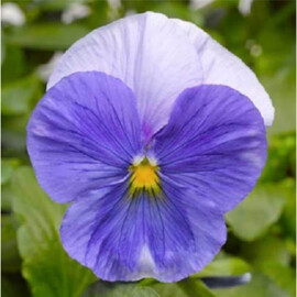 Насіння віоли Карма F1 блакитна 100 шт Syngenta Flowers, Різновиди: Блакитний, Фасовка: Проф упаковка 100 шт | Agriks