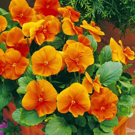 Насіння віоли Карма F1 темно-помаранчева 100 шт Syngenta Flowers, Різновиди: Темно-жовтогарячий, Фасовка: Проф упаковка 100 шт | Agriks